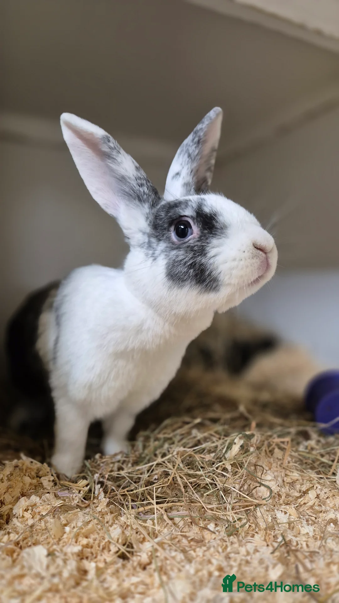 Mixed Breed rabbits for sale: Millie Vaccinated & Spayed - Advert 4
