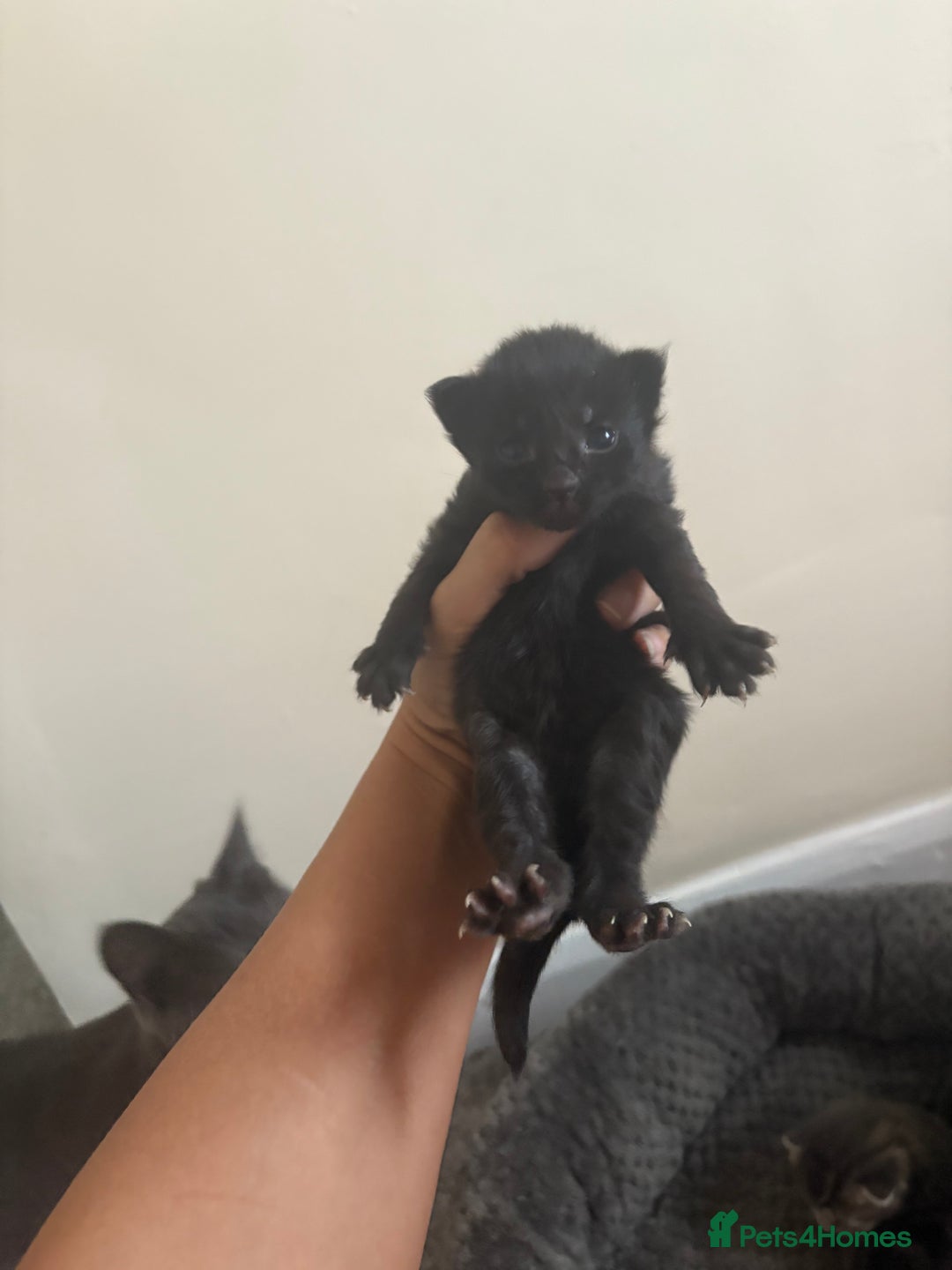 Mixed Breed cats for sale: Gray tabby & black kittens  - Image 5