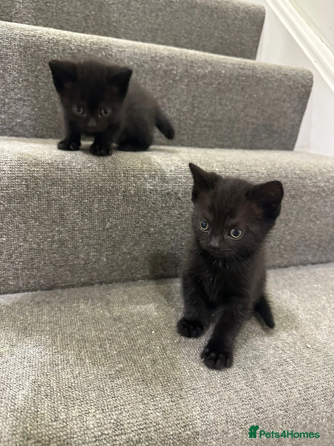 Mixed Breed cats for sale: British shorthair mixed black kittens  - Advert 2