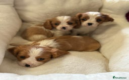 Cavalier King Charles Spaniel dogs for sale: King charles cavalier - Image 2