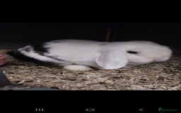 Mini Lop rabbits for sale: Mini lop rabbits  - Image 18