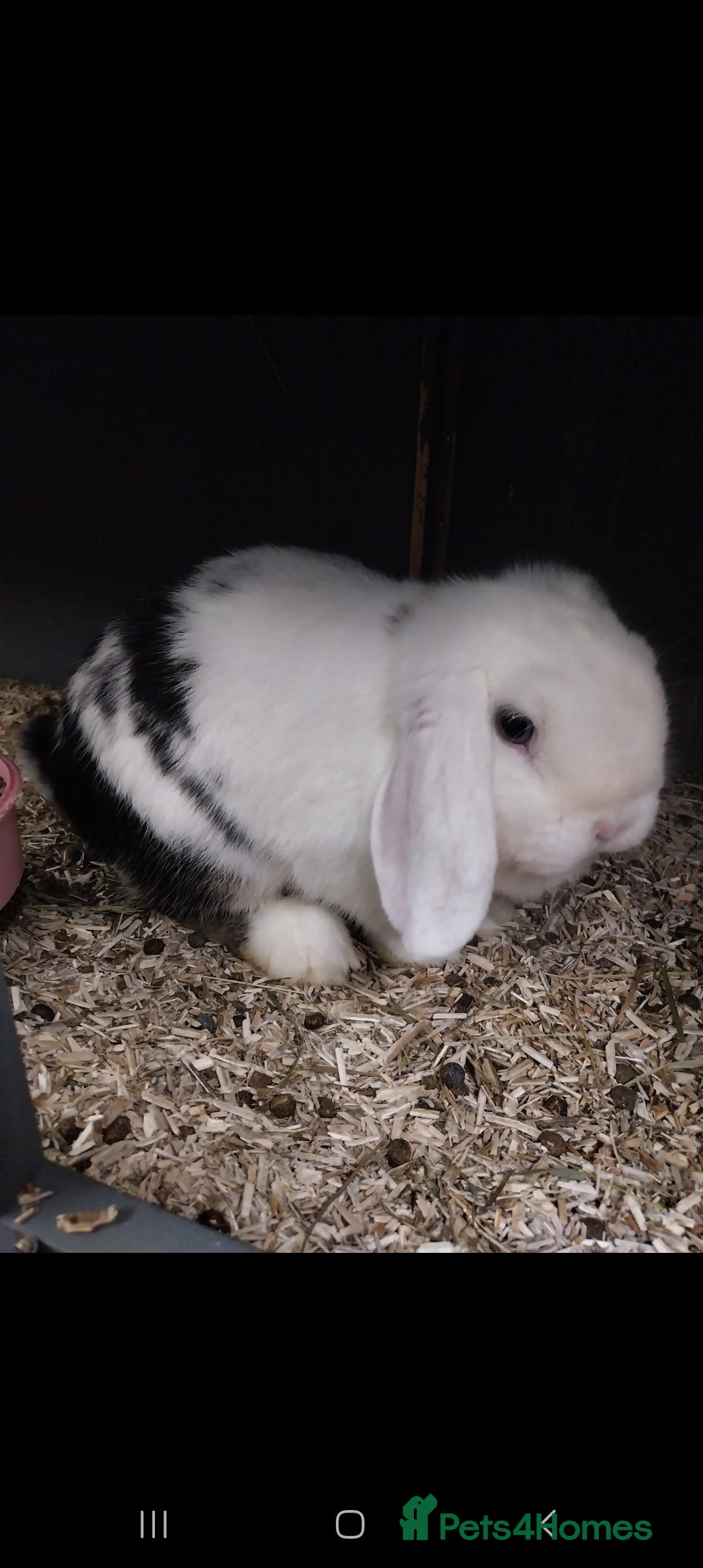 Mini Lop rabbits for sale: Mini lop rabbits  - Image 18