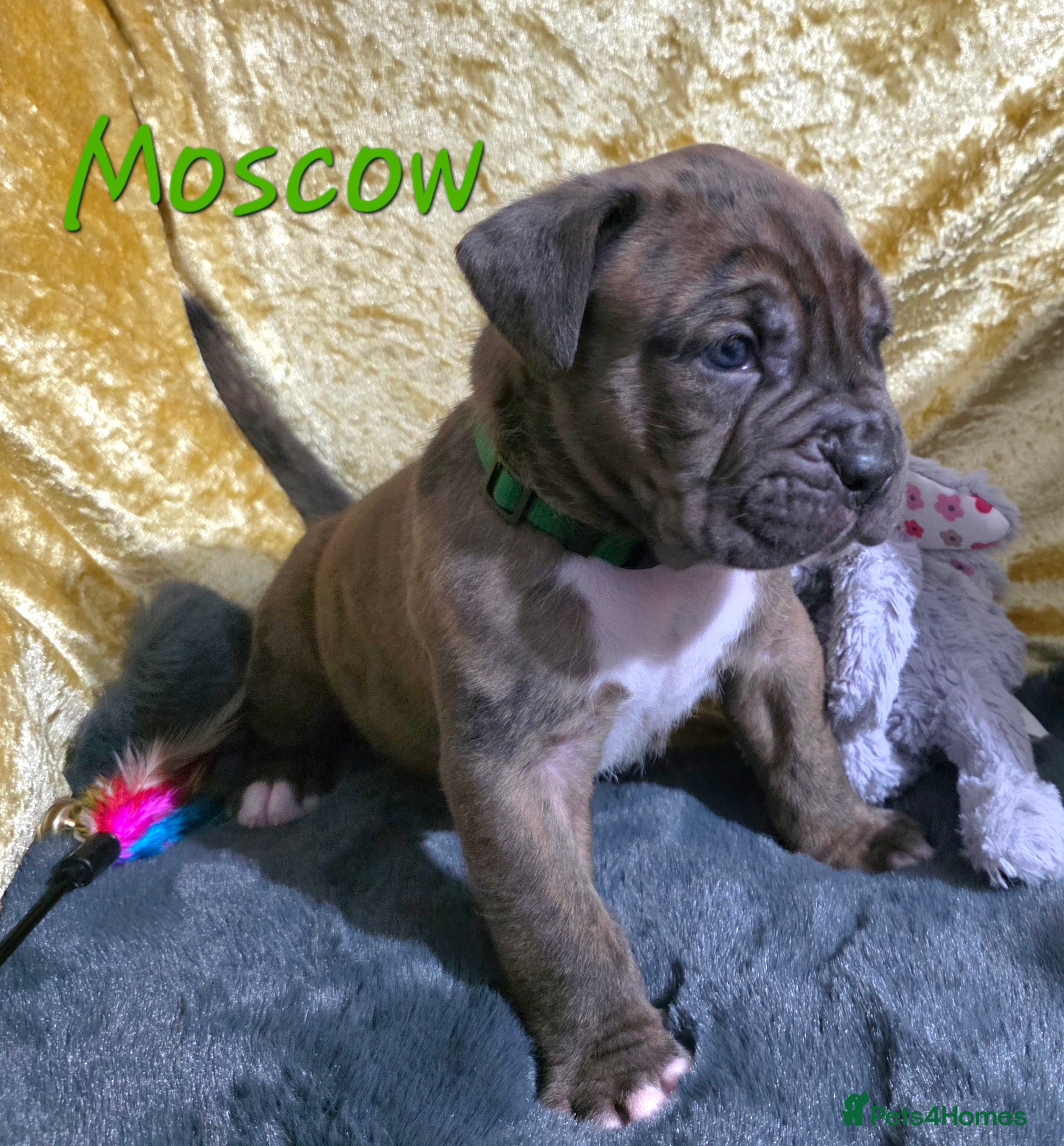 Boxer dogs Beautiful boxer cross mastiff puppies - Advert 6