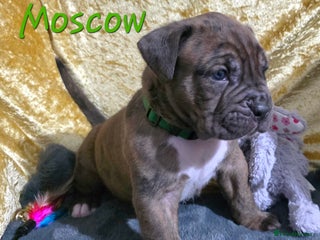 Boxer dogs Beautiful boxer cross mastiff puppies - Advert 3
