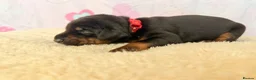 Dobermann dogs for sale: Exclusive Pedigree Dobermann Puppies.  - Advert 5