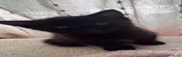Domestic Shorthair cats for sale: 1x female 2x male black domestic shorthair  in Hull - Advert 3