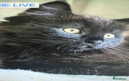 Ragdoll cats for sale: Ragdoll Cross Female Kittens - Image 9