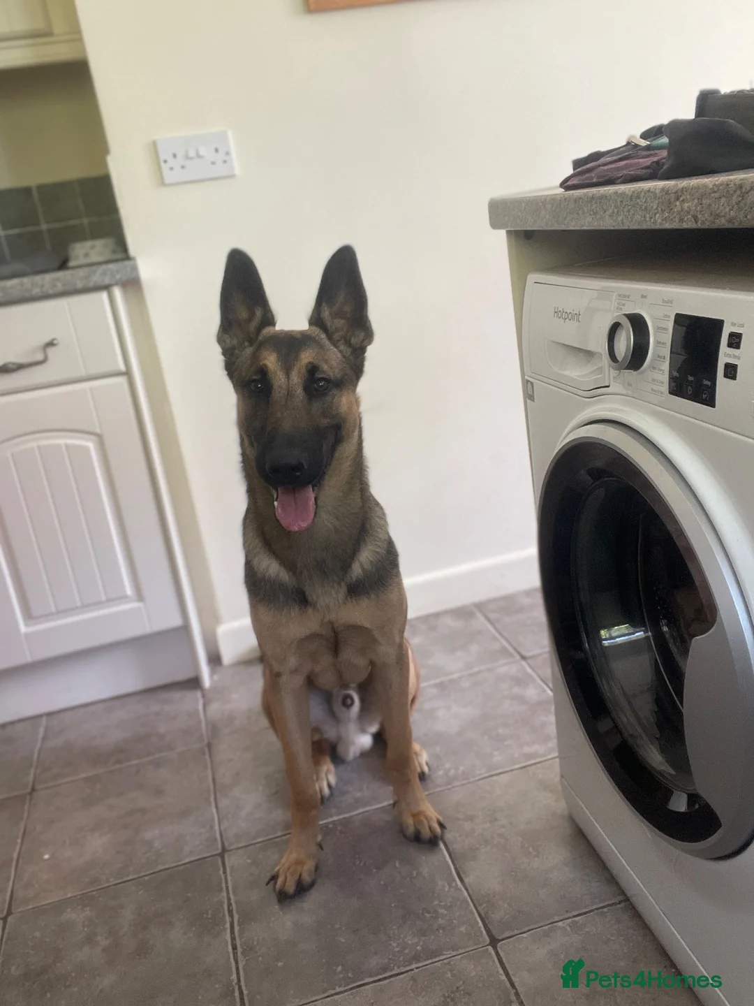 Mixed Breed dogs for sale: 🐾 Experienced home wanted! Belgian Malinois x GSD in Bodmin - Advert 2