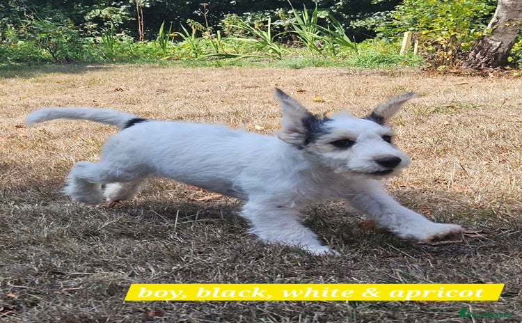 Cockapoo dogs - Advert 3