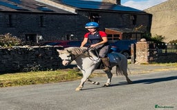 Welsh Section A horses for sale: Welsh section A Gelding - Image 11
