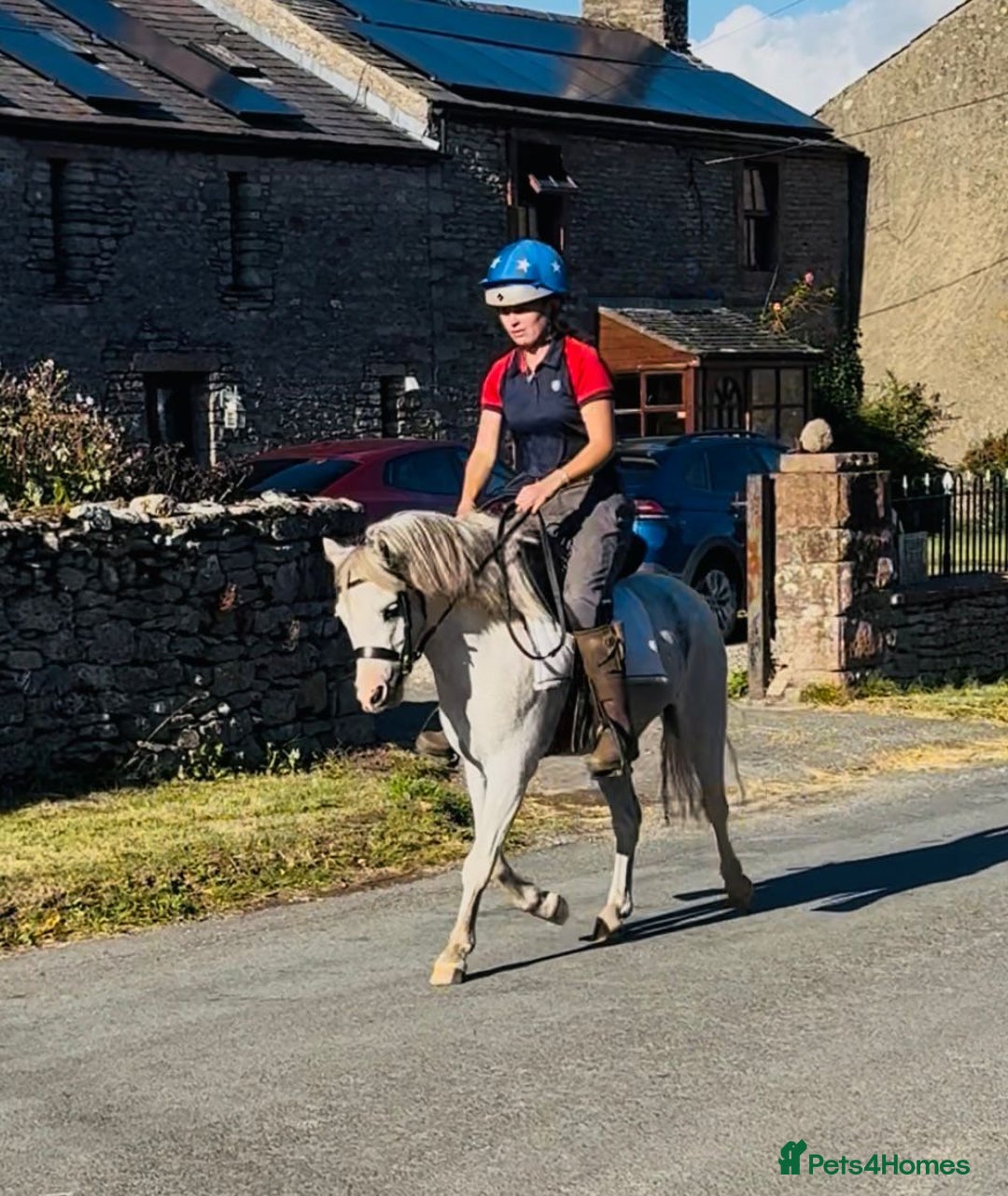 Welsh Section A horses for sale: Welsh section A Gelding - Image 11