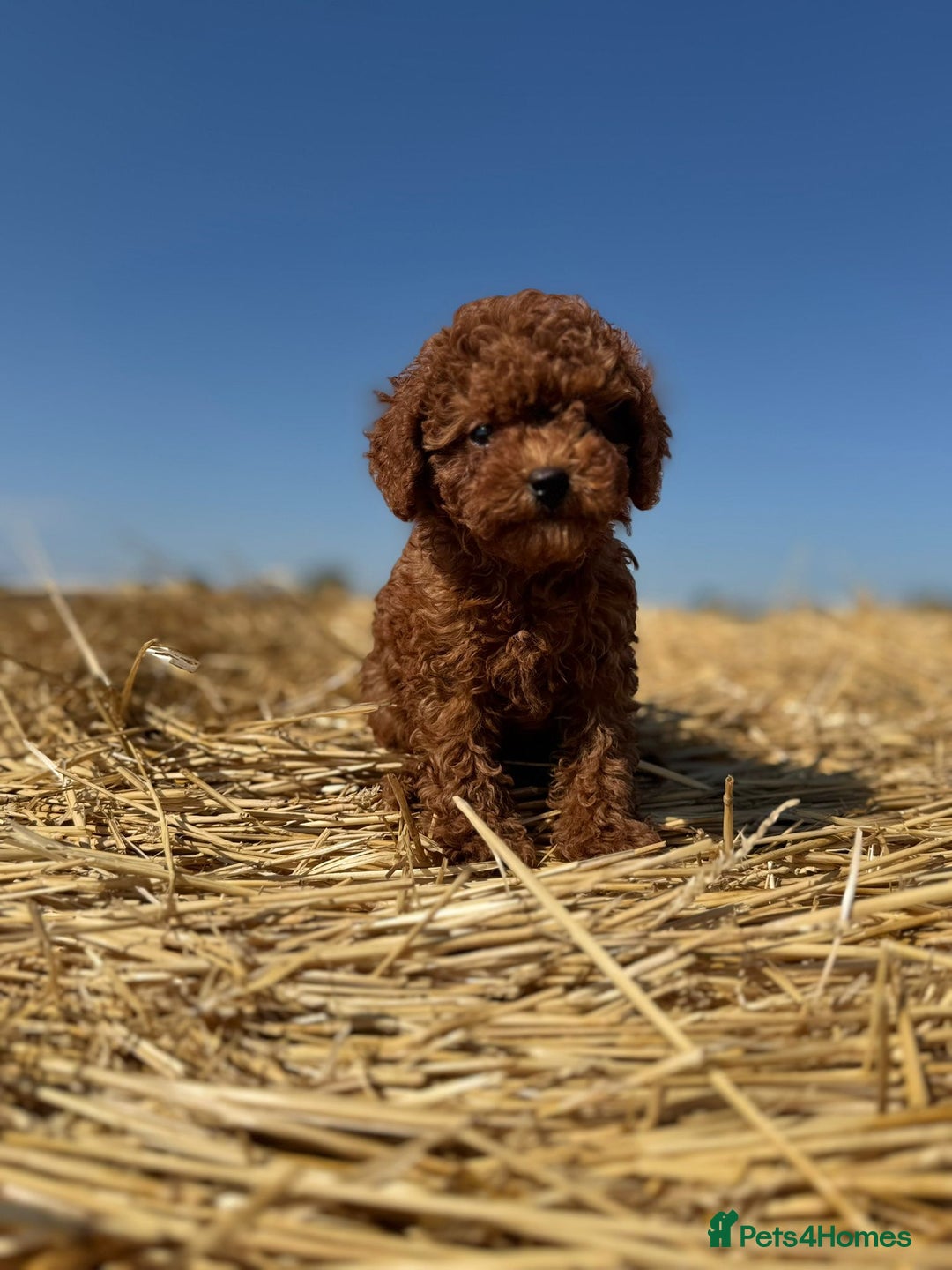 Toy Poodle dogs for sale: Toy Poodle Puppies–Asian Lines–Tiny Size - Image 8