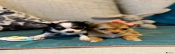 Chihuahua dogs for sale: Beautiful Long-Haired Chihuahua Puppies in Harlow - Advert 10
