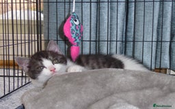 Mixed Breed cats for sale: British shorthaired mixed breed kittens - Image 8