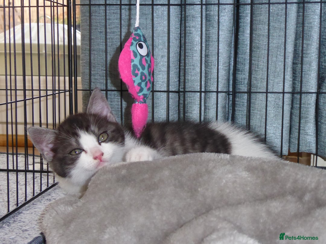 Mixed Breed cats for sale: British shorthaired mixed breed kittens - Image 8