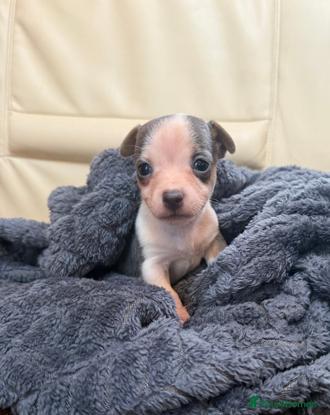 Jack Russell dogs for sale: Miniature jack Russell’s  - Advert 9