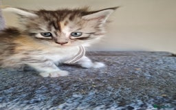 Maine Coon cats for sale: 5 stunning Mainecoon kittens  - Image 9