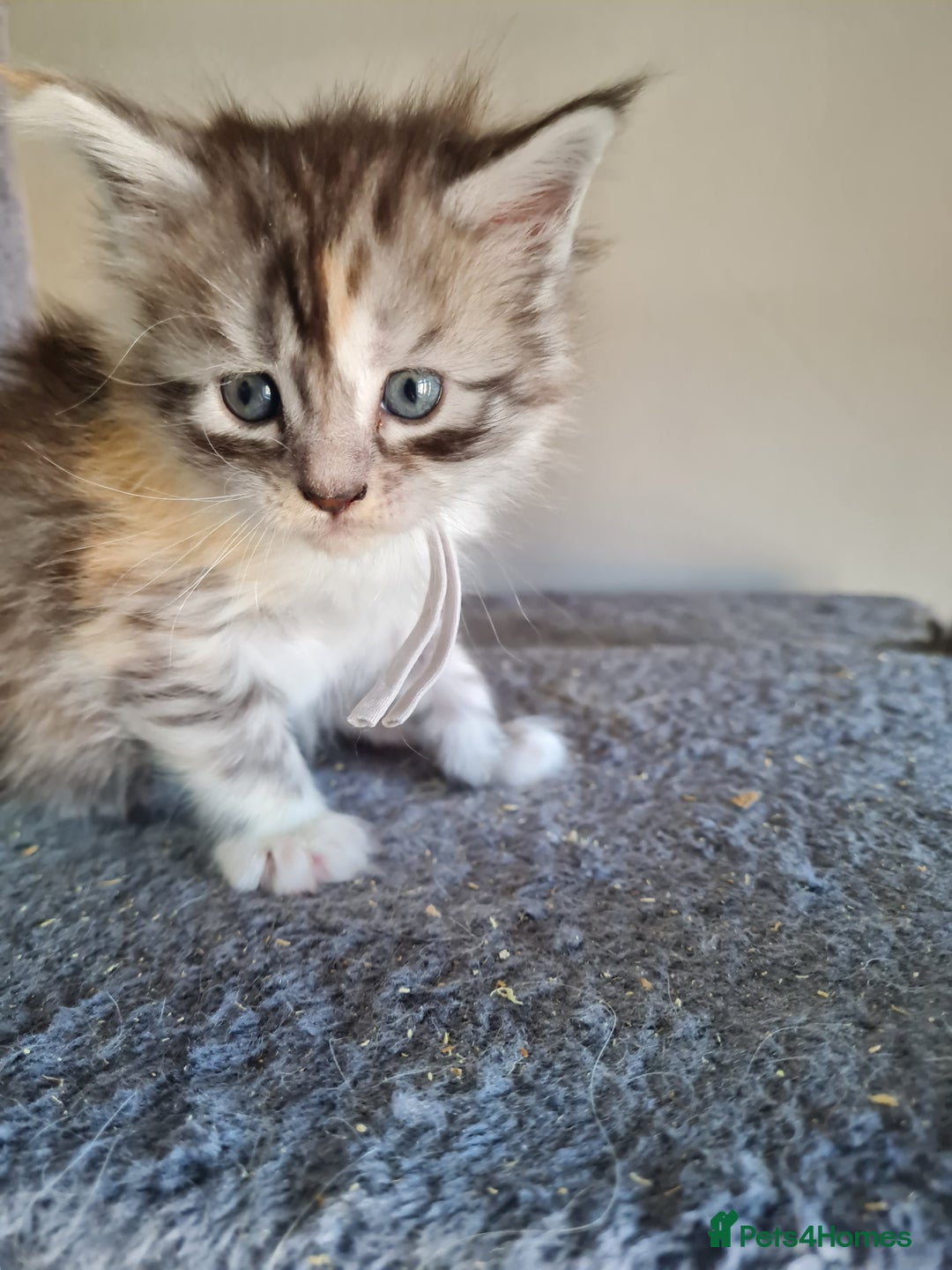 Maine Coon cats for sale: 5 stunning Mainecoon kittens  - Image 9