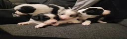Border Collie dogs for sale: 🐾❤️ Beautiful KC Reg family Collie Puppies  in Shrewsbury - Advert 16
