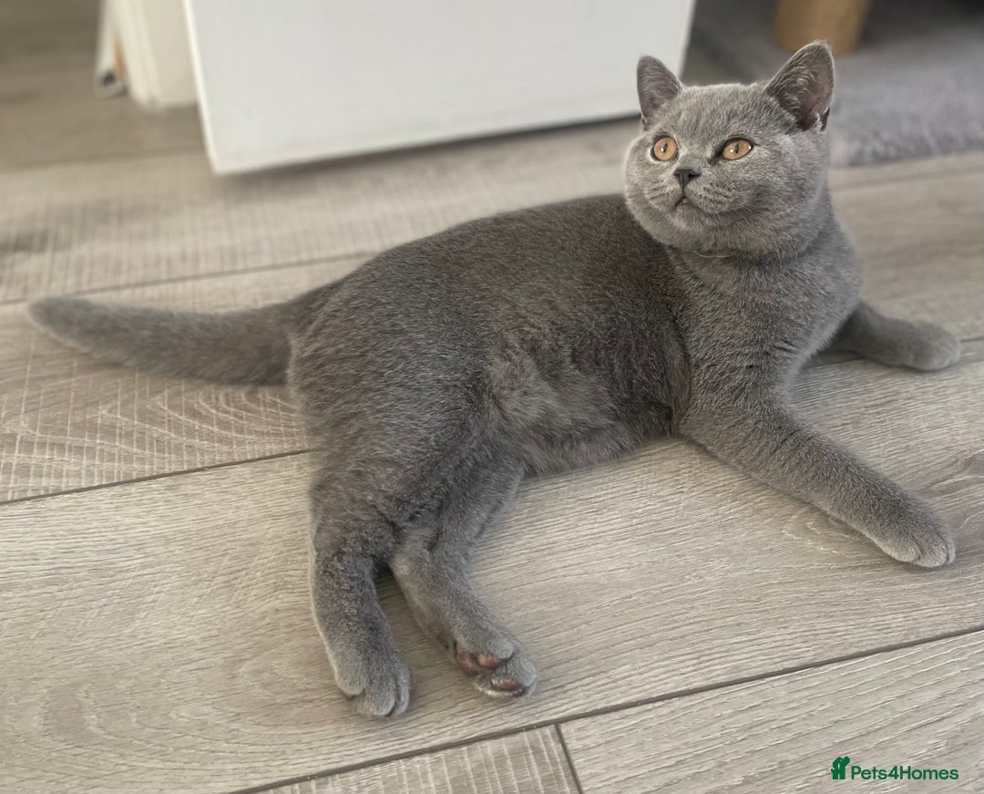 British Shorthair cats for sale: 🔥💗 GCCF FEMALE BRITISH SHORTHAIR KITTENS  - Image 12