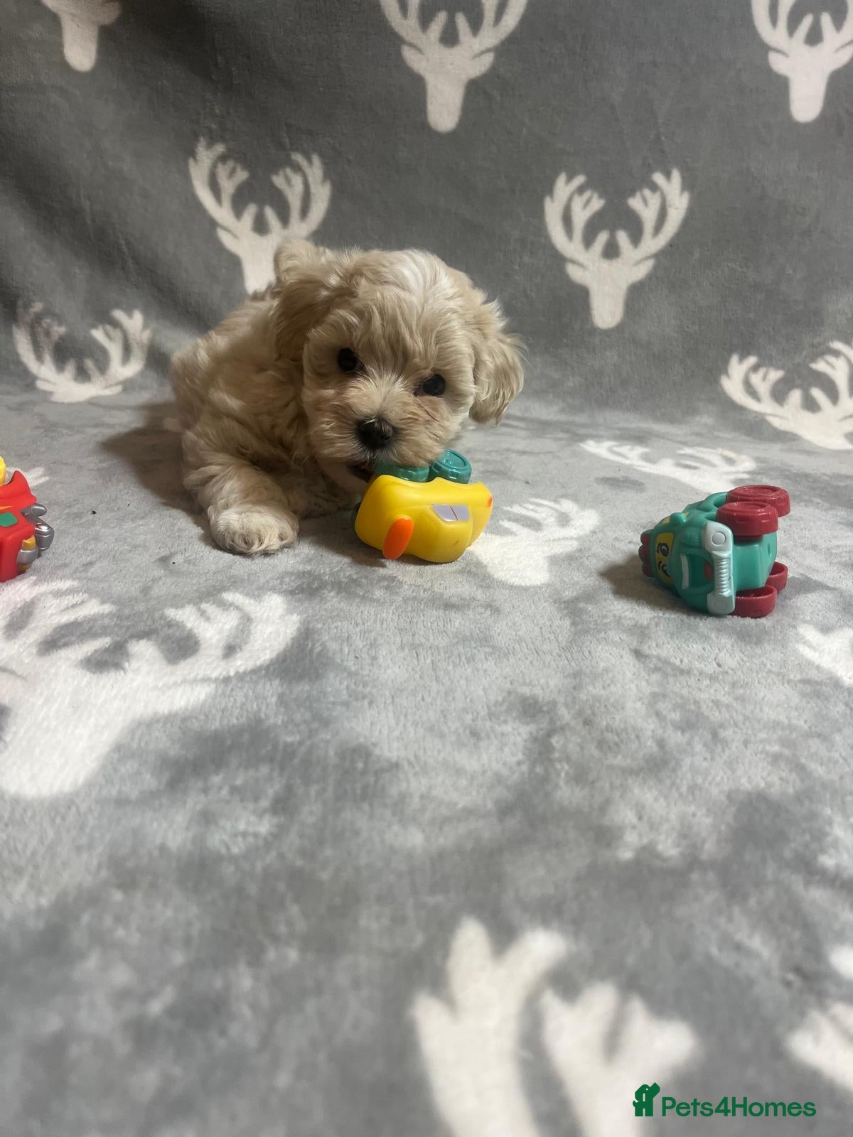 Maltipoo dogs 🤩1 stunning f1 Maltipoo 🤩 - Advert 1
