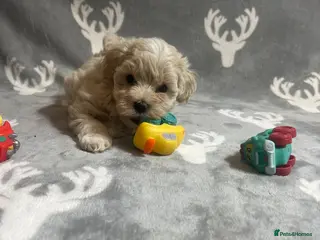 Maltipoo dogs 🤩1 stunning f1 Maltipoo 🤩 - Advert 1