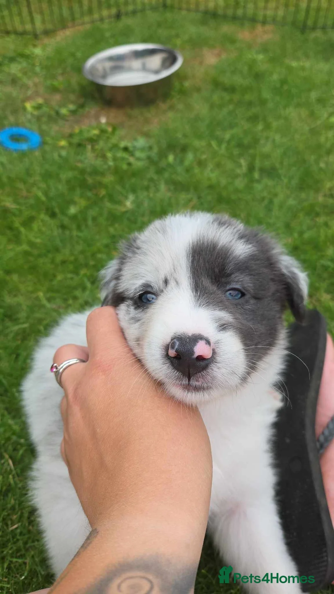 Border Collie dogs for stud: Proven pure bred tri coloured merle collie stud in Fakenham - Advert 15