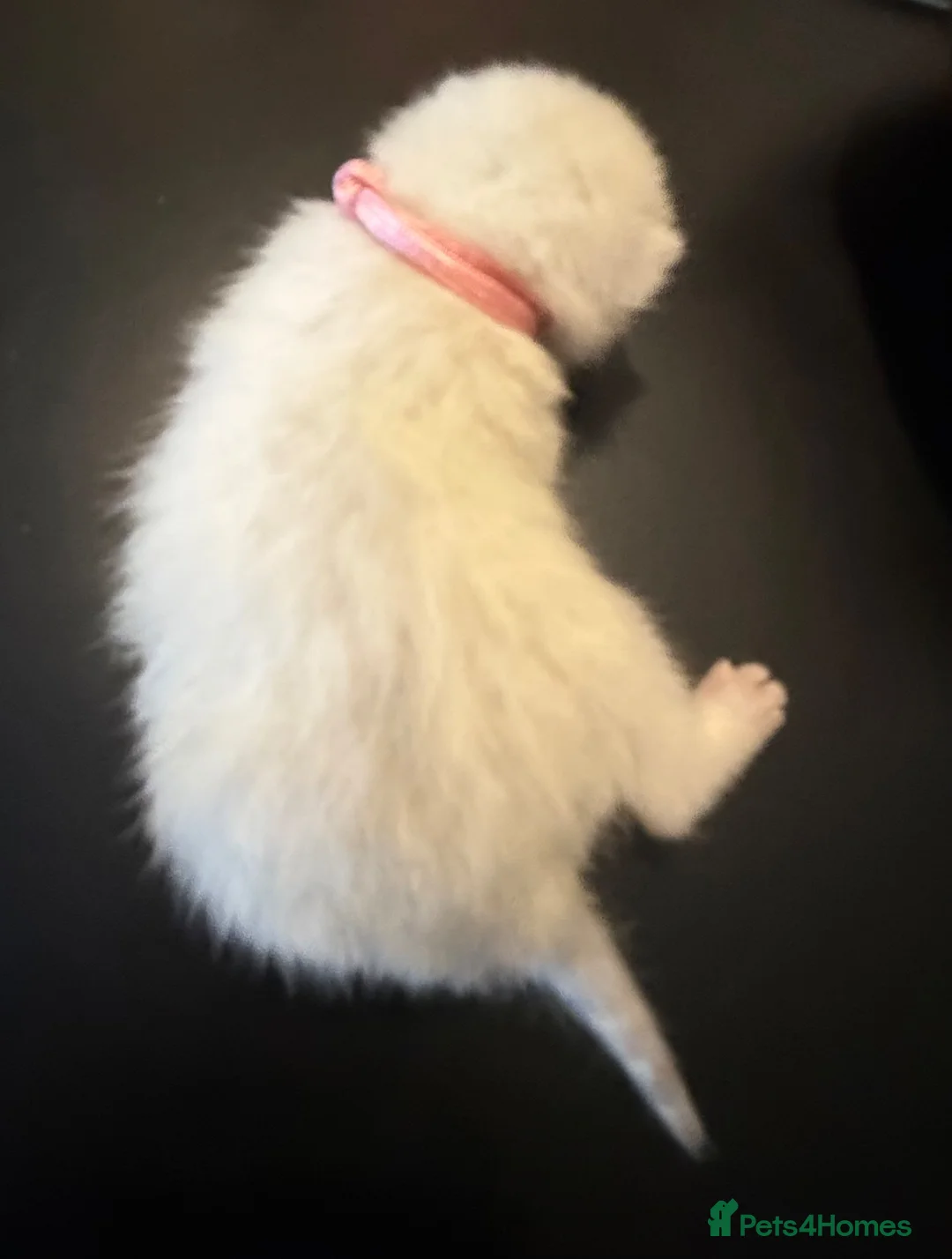 British Shorthair cats for sale: GCCF British Shorthair Silver/Black Tipped kittens - Advert 7