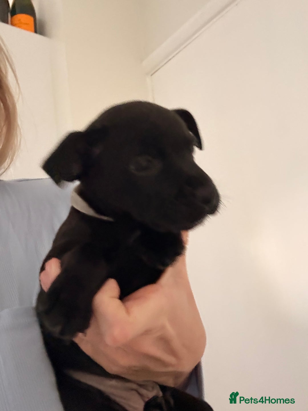 Staffordshire Bull Terrier dogs for sale: 💖🐾READY FOR THEIR NEW HOMES THIS WEEKEND🐾💖 - Image 24