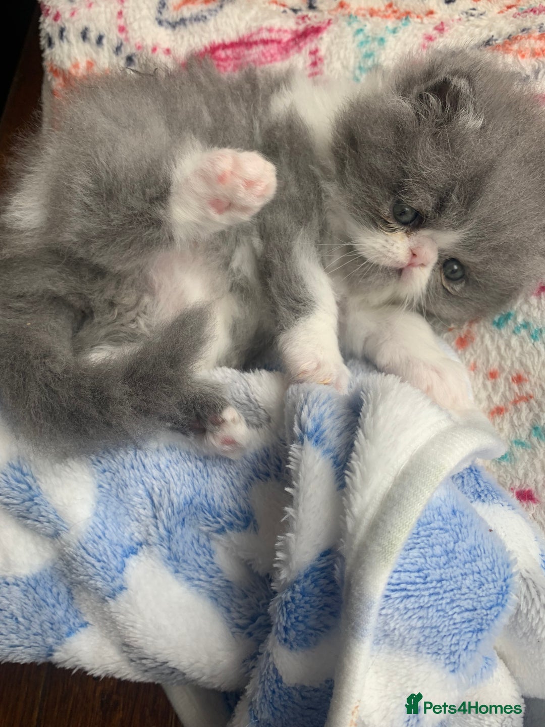 Persian cats for sale: Pedigree Persian Kittens - Image 3