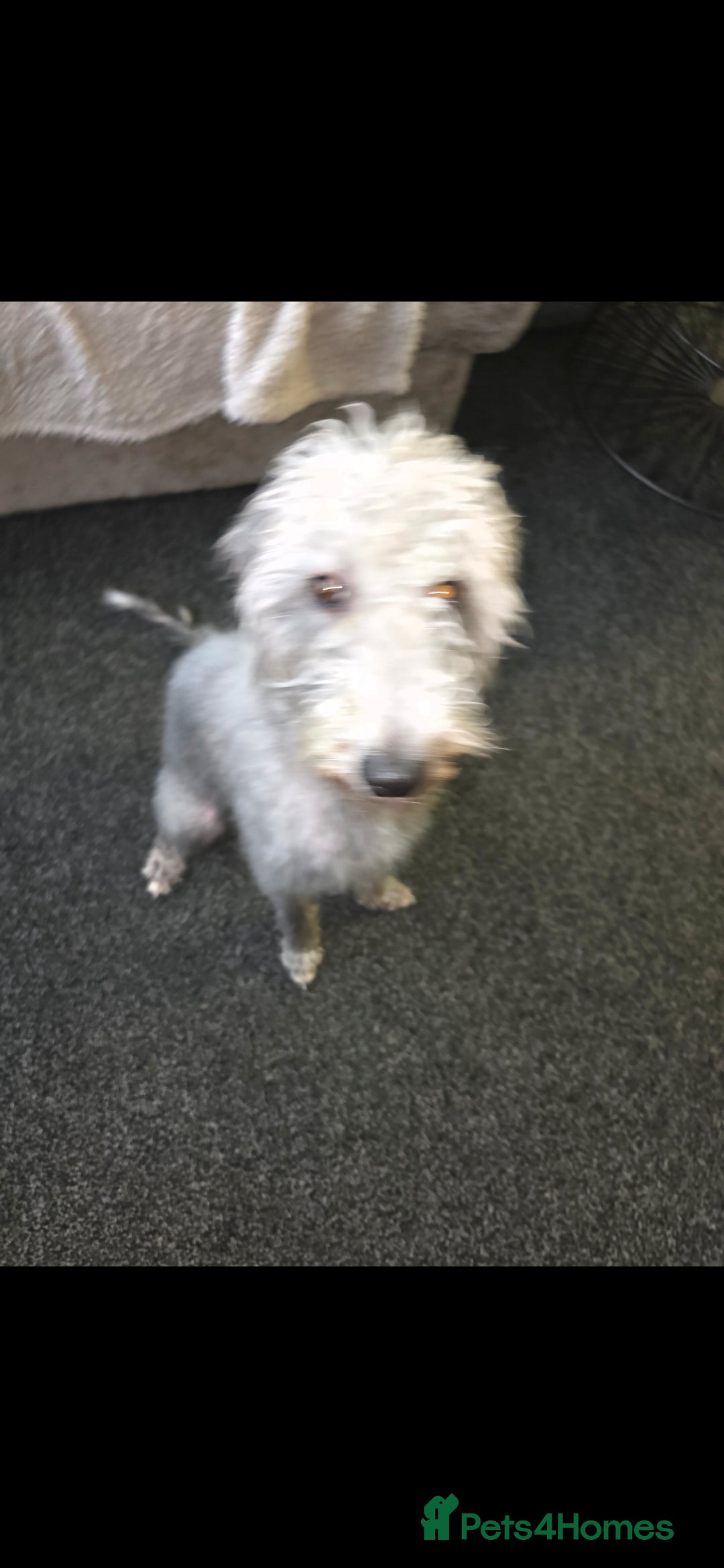 Mixed Breed dogs for sale: Beddlington whippet  - Advert 4
