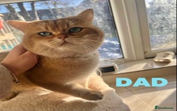 British Shorthair cats for sale: 💕Pedigree GCCF blue golden British shorthair - Image 2