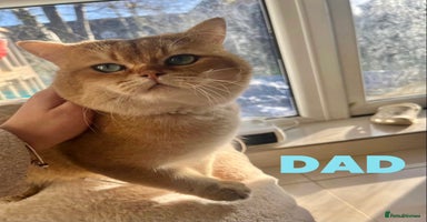 British Shorthair cats 💕Pedigree GCCF blue golden British shorthair - Advert 4