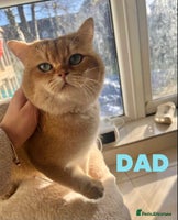 British Shorthair cats 💕Pedigree GCCF blue golden British shorthair - Advert 4