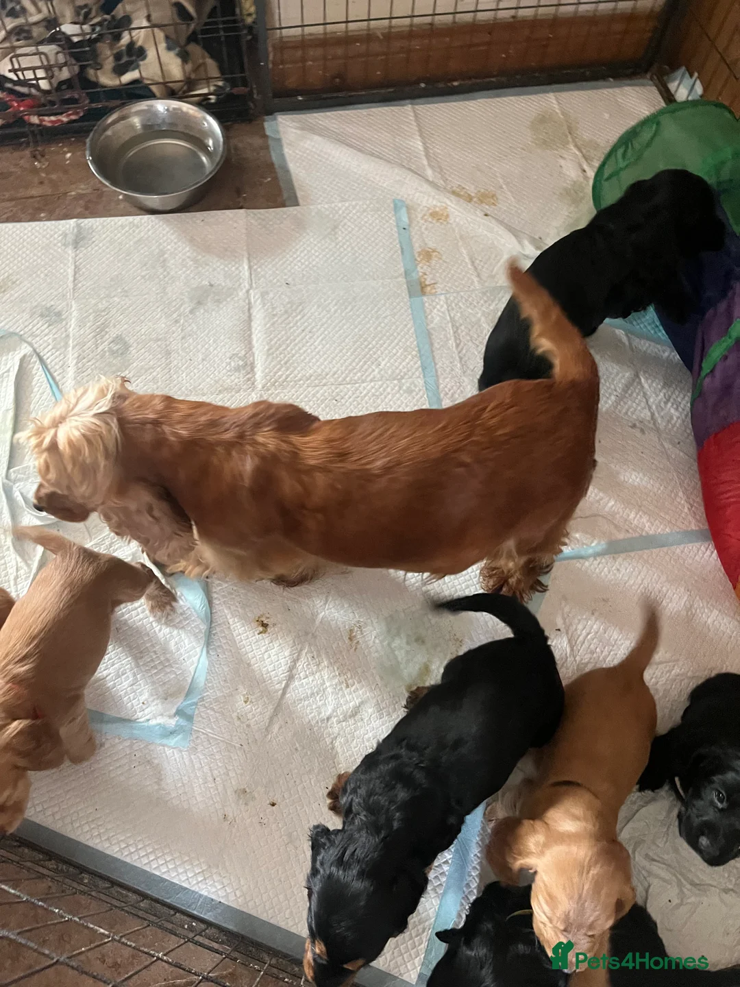 Cocker Spaniel dogs for sale: Stunning show type cocker spaniel puppies  - Advert 2