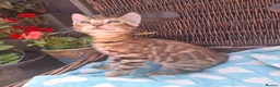 Bengal cats for sale: Stunning Bengal Kittens  - Advert 14