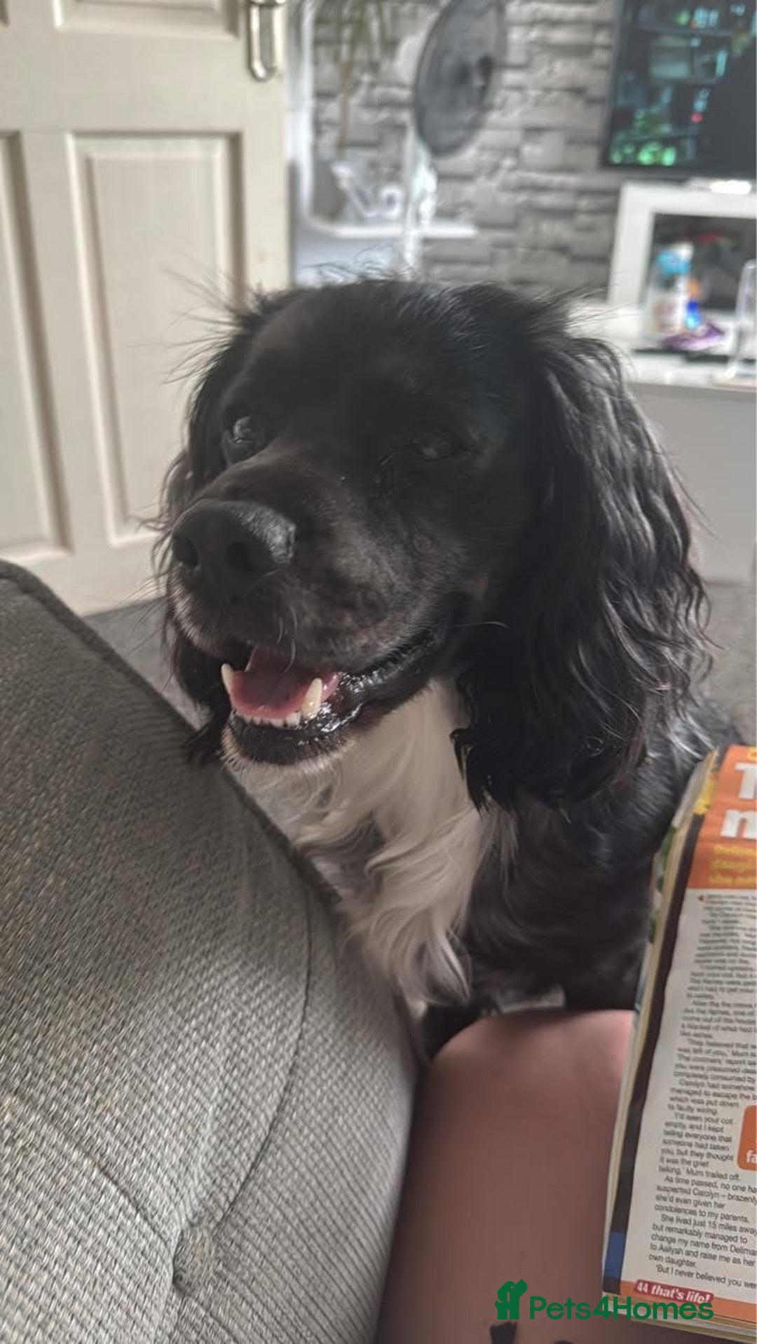 English Springer Spaniel dogs for stud: Springer spaniel available for stud - Image 2