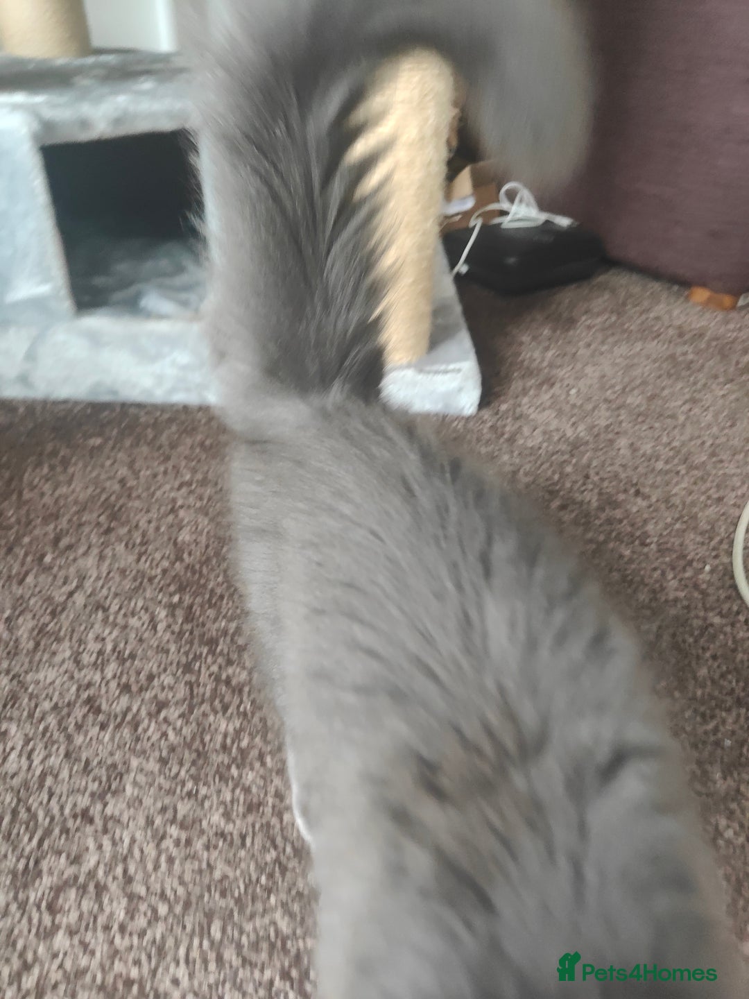 Ragcoon cats for sale: Maine coon X Ragdoll kitten - Image 8