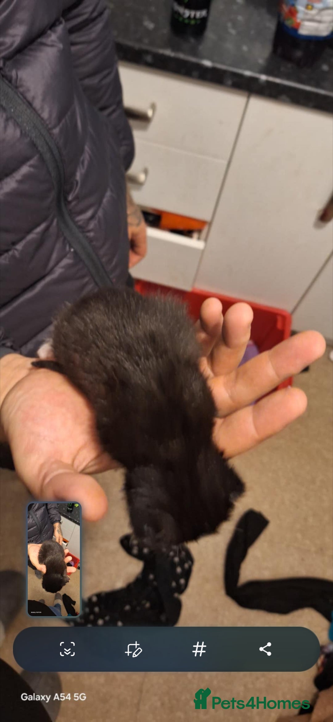 Brazilian Shorthair cats for sale: Kittens  - Advert 3