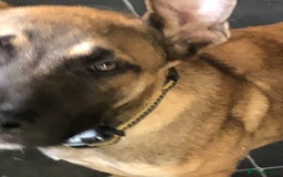 Mixed Breed dogs for sale: Belgian malinois cross staffy pups in Doncaster - Image 19
