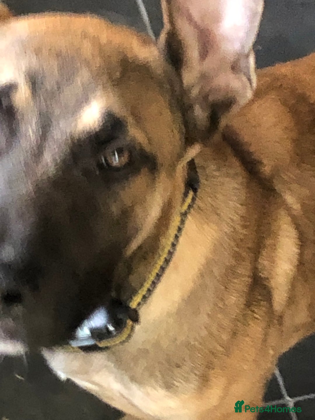 Mixed Breed dogs for sale: Belgian malinois cross staffy pups in Doncaster - Image 19