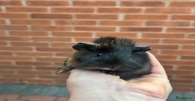 Guinea Pig rodents in Chelmsford - Advert 4