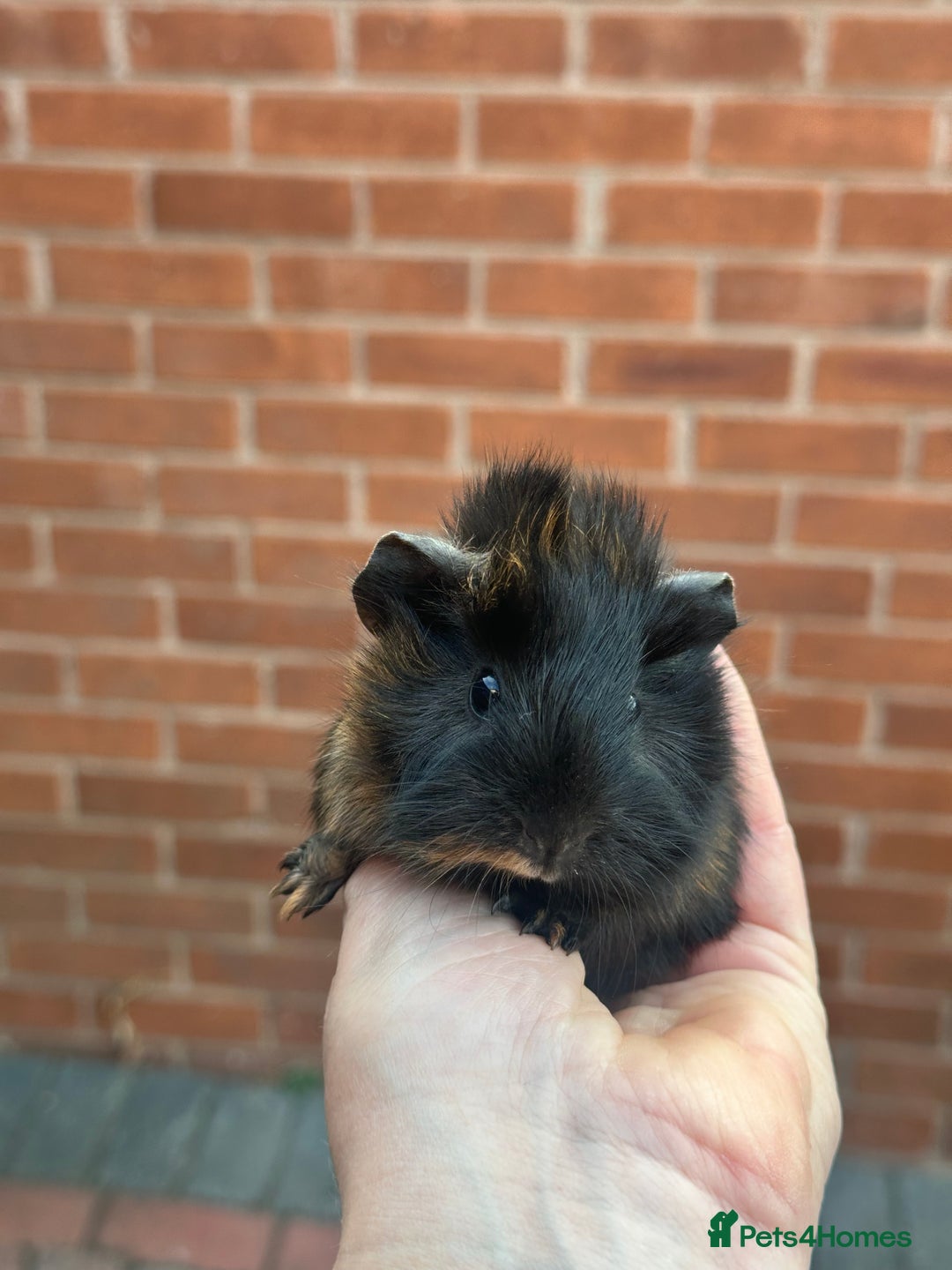 Guinea Pig rodents for sale: Pretty baby Guineapigs  in Chelmsford - Image 3