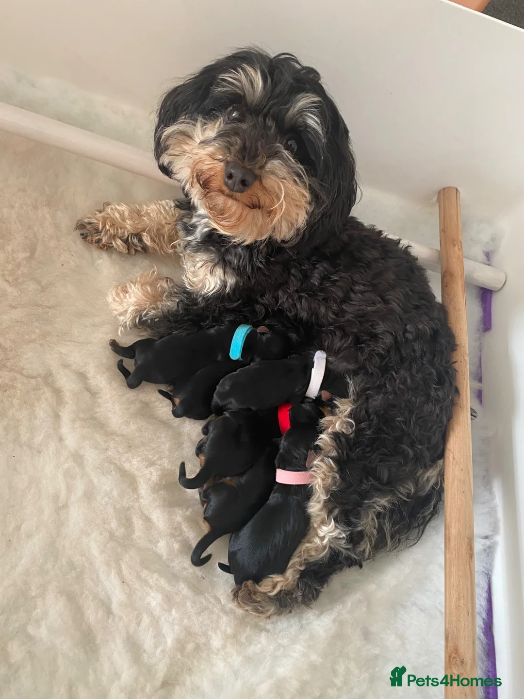 Yorkiepoo dogs for sale:  Yorkipoo pups - Advert 2