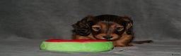 Miniature Dachshund dogs for sale: KC Registered Miniature Longhaired Dachshunds - Advert 7