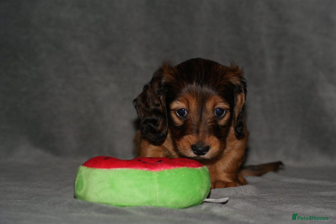 Miniature Dachshund dogs for sale: KC Registered Miniature Longhaired Dachshunds - Advert 7