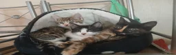 Mixed Breed cats for sale: Mixed breed - Advert 12
