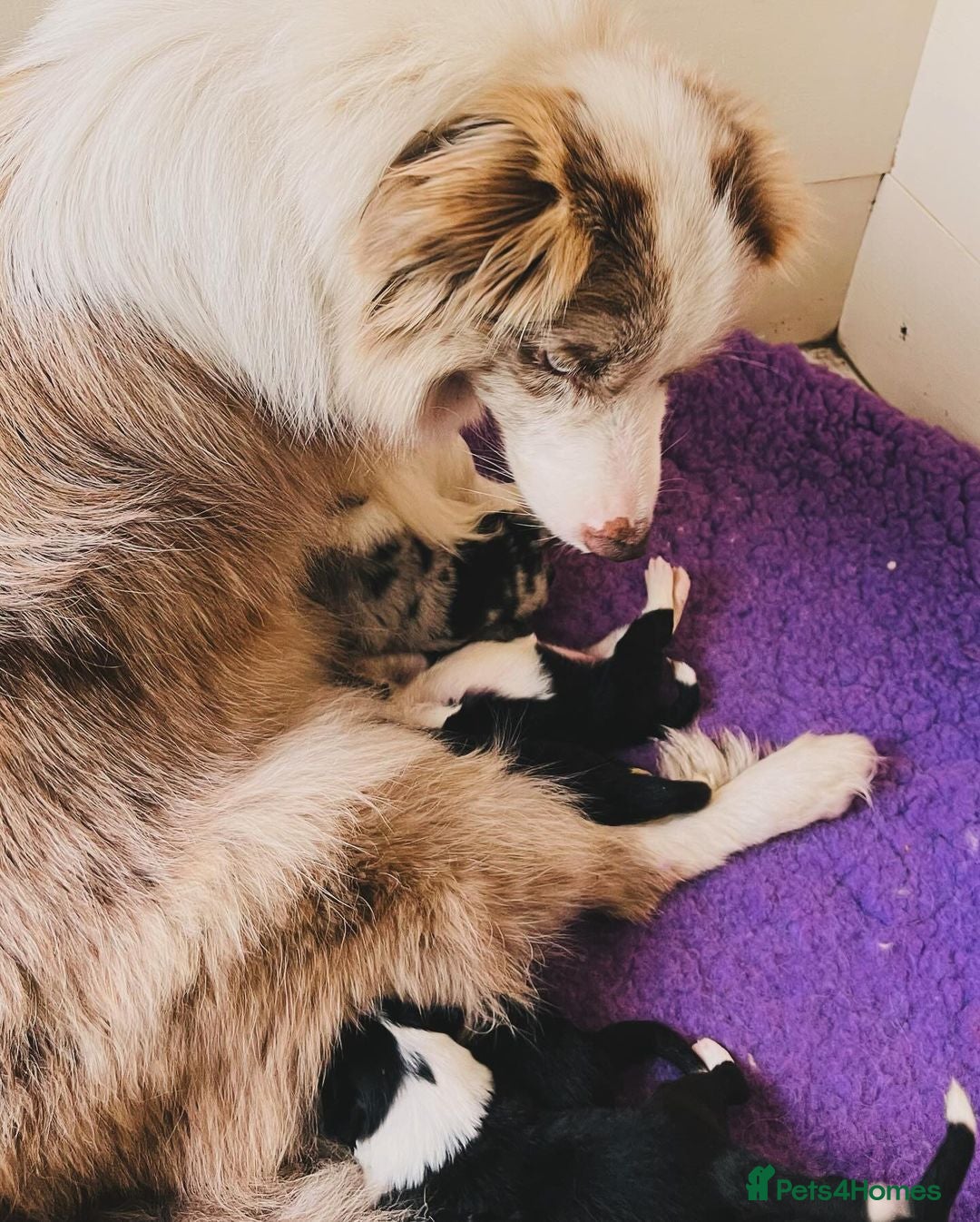 Border Collie dogs Intelligent & Playful: Border Collie Pups - Advert 1