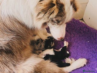 Border Collie dogs Intelligent & Playful: Border Collie Pups - Advert 3