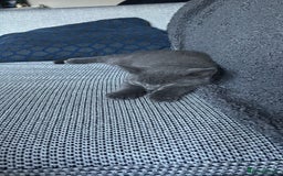 British Shorthair cats for sale: Two Blue British Short Hair Kittens  - Image 9